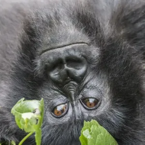Africa, Rwanda, Musanze District, Volcanoes National Park, Ruhengeri, Kinigi. Gorilla Africa, Rwanda, Musanze District, Volcanoes National Park, Ruhengeri, Kinigi. Gorilla