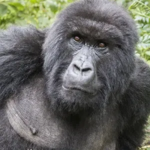 Africa, Rwanda, Musanze District, Volcanoes National Park, Ruhengeri, Kinigi. Gorilla Africa, Rwanda, Musanze District, Volcanoes National Park, Ruhengeri, Kinigi. Gorilla