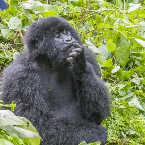 Africa, Rwanda, Musanze District, Volcanoes National Park, Ruhengeri, Kinigi. Gorilla Africa, Rwanda, Musanze District, Volcanoes National Park, Ruhengeri, Kinigi. Gorilla