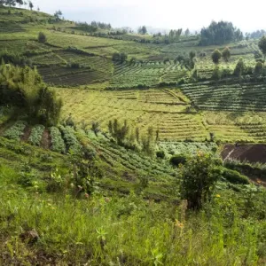 Africa, Rwanda, near Volcanoes National Park Africa, Rwanda, near Volcanoes National Park