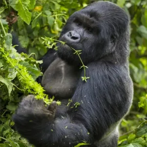 Africa. Rwanda. A silverback, or male mountain gorilla (Gorilla gorilla) at Volcanoes NP Africa. Rwanda. A silverback, or male mountain gorilla (Gorilla gorilla) at Volcanoes NP