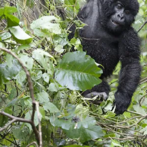 Africa Jigsaw Puzzle Collection: Rwanda