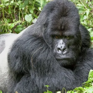 Prints of Africa Prints: Rwanda