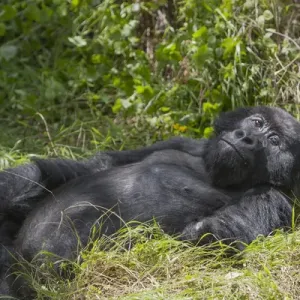 Africa, Rwanda, Volcanoes National Park, mountain gorilla, Gorilla beringei beringei Africa, Rwanda, Volcanoes National Park, mountain gorilla, Gorilla beringei beringei