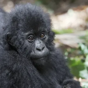 Africa, Rwanda, Volcanoes National Park, mountain gorilla, Gorilla beringei beringei Africa, Rwanda, Volcanoes National Park, mountain gorilla, Gorilla beringei beringei