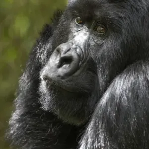Africa, Rwanda, Volcanoes National Park, mountain gorilla, Gorilla beringei beringei Africa, Rwanda, Volcanoes National Park, mountain gorilla, Gorilla beringei beringei