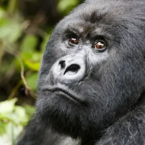 Africa, Rwanda, Volcanoes National Park, mountain gorilla, Gorilla beringei beringei Africa, Rwanda, Volcanoes National Park, mountain gorilla, Gorilla beringei beringei