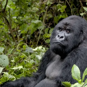 Africa, Rwanda, Volcanoes National Park, mountain gorilla, Gorilla beringei beringei Africa, Rwanda, Volcanoes National Park, mountain gorilla, Gorilla beringei beringei