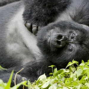 Africa, Rwanda, Volcanoes National Park, mountain gorilla, Gorilla beringei beringei Africa, Rwanda, Volcanoes National Park, mountain gorilla, Gorilla beringei beringei