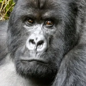 Africa, Rwanda, Volcanoes National Park, mountain gorilla, Gorilla beringei beringei Africa, Rwanda, Volcanoes National Park, mountain gorilla, Gorilla beringei beringei