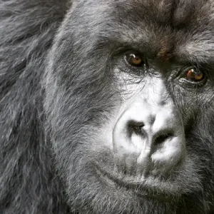 Africa, Rwanda, Volcanoes National Park, mountain gorilla, Gorilla beringei beringei Africa, Rwanda, Volcanoes National Park, mountain gorilla, Gorilla beringei beringei