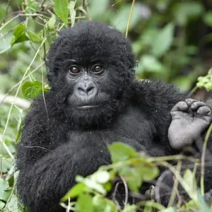 Africa, Rwanda, Volcanoes National Park, mountain gorilla, Gorilla beringei beringei Africa, Rwanda, Volcanoes National Park, mountain gorilla, Gorilla beringei beringei