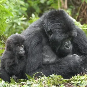 Africa, Rwanda, Volcanoes National Park, mountain gorilla, Gorilla beringei beringei Africa, Rwanda, Volcanoes National Park, mountain gorilla, Gorilla beringei beringei