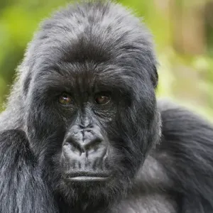 Africa, Rwanda, Volcanoes National Park, mountain gorilla, Gorilla beringei beringei Africa, Rwanda, Volcanoes National Park, mountain gorilla, Gorilla beringei beringei
