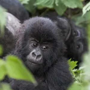 Africa, Rwanda, Volcanoes National Park, mountain gorilla, Gorilla beringei beringei Africa, Rwanda, Volcanoes National Park, mountain gorilla, Gorilla beringei beringei