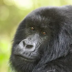 Africa, Rwanda, Volcanoes National Park, mountain gorilla, Gorilla beringei beringei Africa, Rwanda, Volcanoes National Park, mountain gorilla, Gorilla beringei beringei