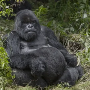 Africa, Rwanda, Volcanoes National Park, mountain gorilla, Gorilla beringei beringei Africa, Rwanda, Volcanoes National Park, mountain gorilla, Gorilla beringei beringei