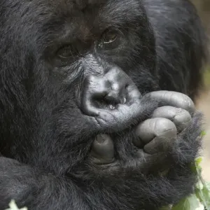 Africa, Rwanda, Volcanoes National Park, mountain gorilla, Gorilla beringei beringei Africa, Rwanda, Volcanoes National Park, mountain gorilla, Gorilla beringei beringei