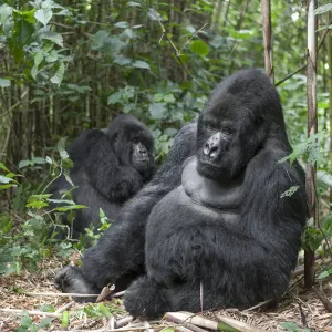 Africa, Rwanda, Volcanoes National Park, mountain gorilla, Gorilla beringei beringei Africa, Rwanda, Volcanoes National Park, mountain gorilla, Gorilla beringei beringei