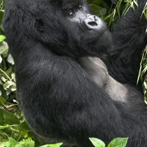 Africa, Rwanda, Volcanoes National Park, mountain gorilla, Gorilla beringei beringei Africa, Rwanda, Volcanoes National Park, mountain gorilla, Gorilla beringei beringei