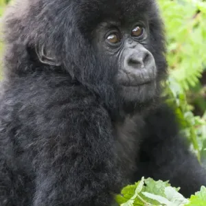 Africa, Rwanda, Volcanoes National Park, mountain gorilla, Gorilla beringei beringei Africa, Rwanda, Volcanoes National Park, mountain gorilla, Gorilla beringei beringei