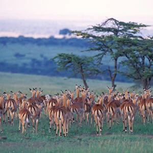 Africa, Safari, impala