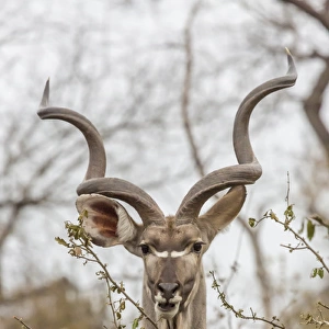 Africa, South Africa, Londolozi Private Game Reserve. Adult greater kudu. Credit as