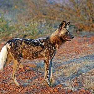 Africa, South Africa, Madikwe Private Game Reserve. The African Wild Dog, also known