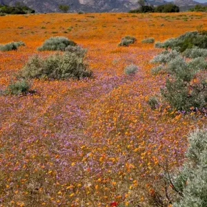 Namaqua National Park Wildflower Print, South Africa Namaqua National Park Wildflower Print, South Africa