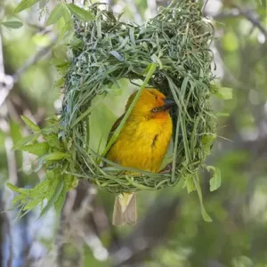 Slender-billed Weaver in Partially Built Nest Print Slender-billed Weaver in Partially Built Nest Print