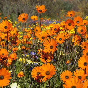 Africa, South Africa, Namaqualand. Wildflowers in Namaqua National Park. Credit as