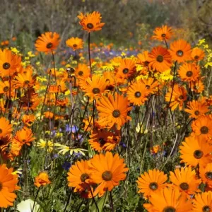 Africa, South Africa, Namaqualand. Wildflowers in Namaqua National Park. Credit as Africa, South Africa, Namaqualand. Wildflowers in Namaqua National Park. Credit as