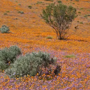 Africa, South Africa, Namaqualand. Orange an purple blossoms in Namaqua National Park Africa, South Africa, Namaqualand. Orange an purple blossoms in Namaqua National Park