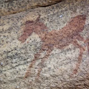 Sevilla Rock Art Trail Zebra Foal Print Sevilla Rock Art Trail Zebra Foal Print