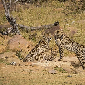 Africa, South Africa, Welgevonden Game Reserve