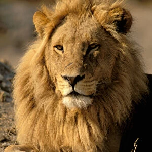 Africa, Sub-Saharan Africa. Lion (Panthera leo)