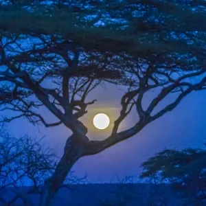 Africa, Tanzania, acacia tree and moon Africa, Tanzania, acacia tree and moon