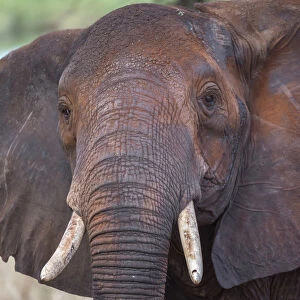 Africa, Tanzania. Adult elephant close-up