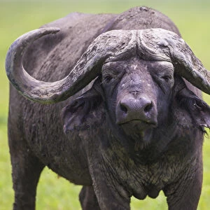 Africa. Tanzania. African buffalo, or Cape buffalo (Syncerus caffer) in Serengeti NP