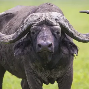 African Buffalo Print - Serengeti National Park, Tanzania
