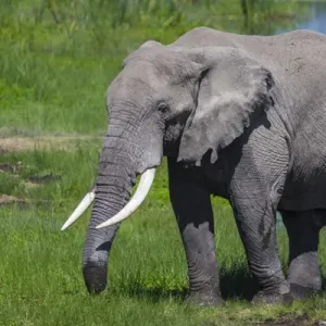 Africa. Tanzania. African elephant (Loxodonta africana) at the crater in the Ngorongoro