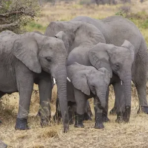 Africa. Tanzania. African elephants (Loxodonta africana) at Serengeti NP