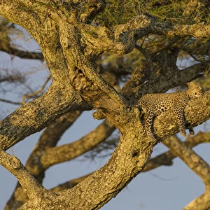 Africa. Tanzania. African leopard (Panthera pardus) napping in a tree in Serengeti NP