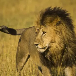 African Lion Male Print - Serengeti National Park, Tanzania