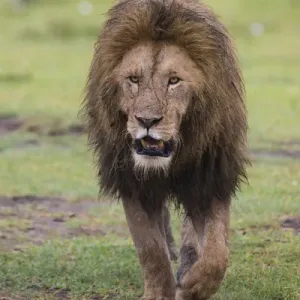 Africa. Tanzania. African lion (Panthera leo) at Ngorongoro crater in the Ngorongoro