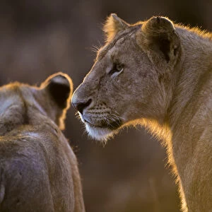Africa. Tanzania. African lioness and cub (Panthera leo) in Serengeti NP