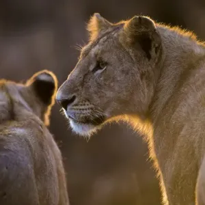 Africa. Tanzania. African lioness and cub (Panthera leo) in Serengeti NP