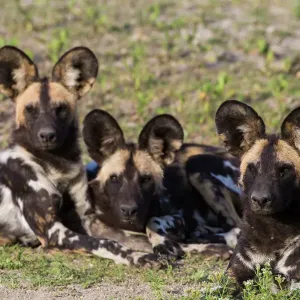 Prints of Africa Prints: Tanzania