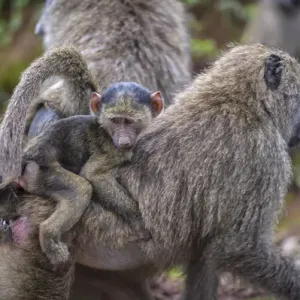 Africa, Tanzania Baboons Print