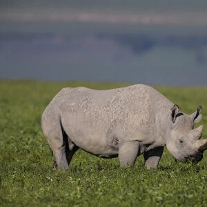 Africa. Tanzania. Black rhinoceros (Diceros bicornis) at Ngorongoro crater